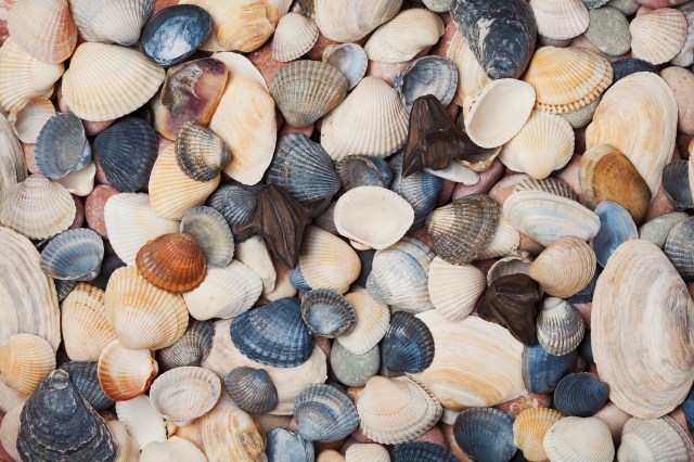 A Timeline of Significant Events in Seashore Conservation History