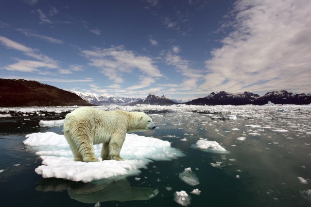 Climate Change and Animal Behavior: What Research Reveals About Survival Tactics