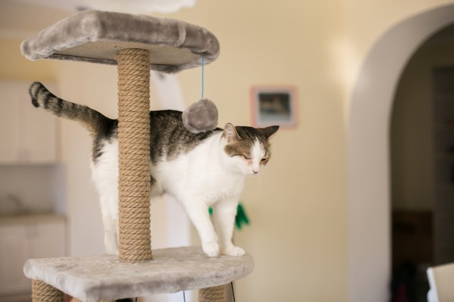 How to Choose the Right Toys for Effective Cat Enrichment