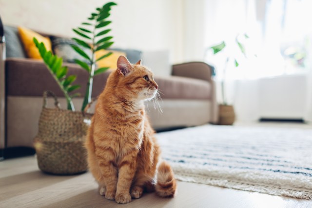 Practical Advice on Crafting Safe Environments for Your Beloved Apartment Pets