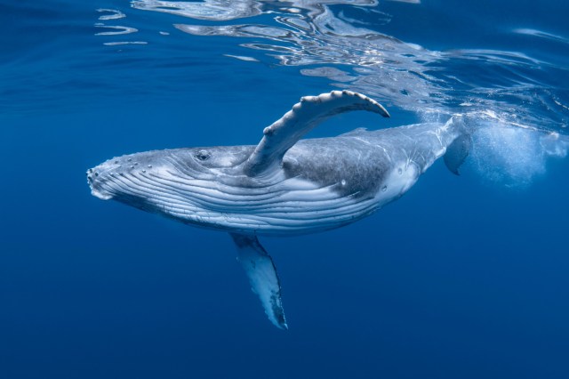 Top 5 Inspiring Endangered Species Recovery Stories That Will Restore Your Hope