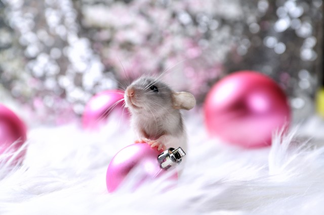 From Cages to Toys: The Complete Checklist of Items for a Happy Hamster Home