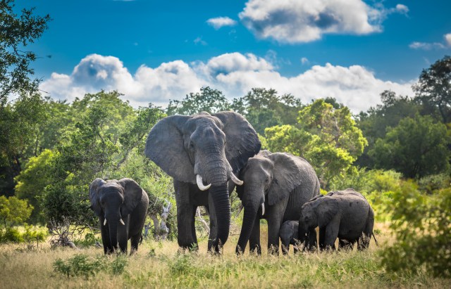 How Technology is Transforming Public Awareness of Wildlife Issues