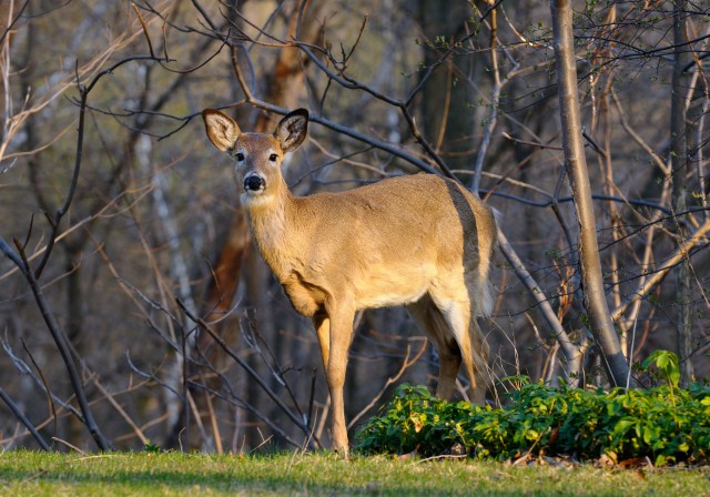 Transformative Tales: How Wildlife Preserves Are Reviving Endangered Species