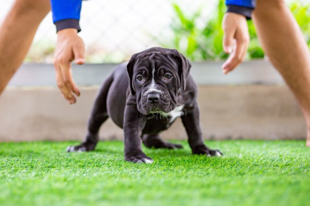 The Ultimate Guide to Training Your Puppy: Tips for Success