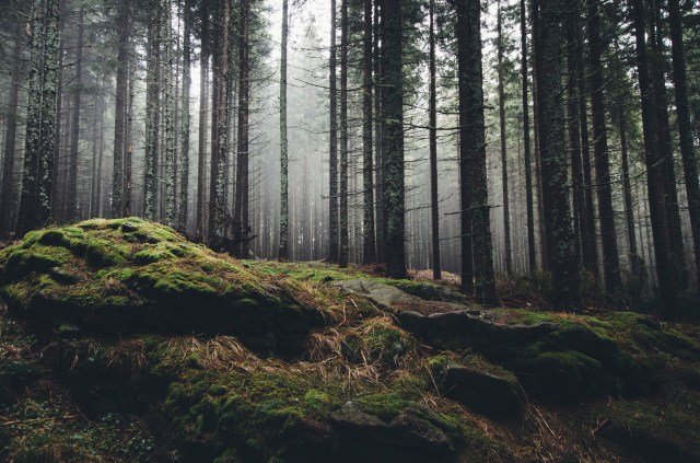 The Future of Wildlife Conservation: Emerging Trends in Management Tools