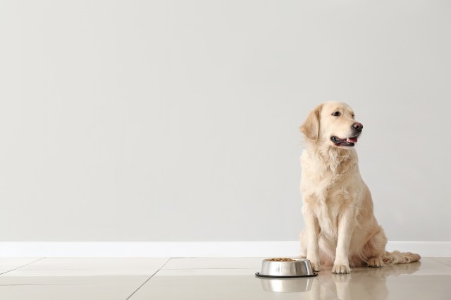 Expert Tips on Finding the Right Activities to Keep Your Pet Stimulated