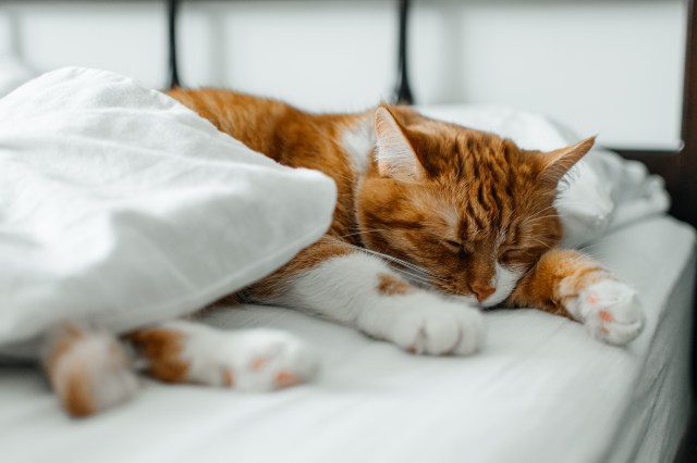 Understanding Cat Body Language: What Your Feline Friend is Trying to Tell You