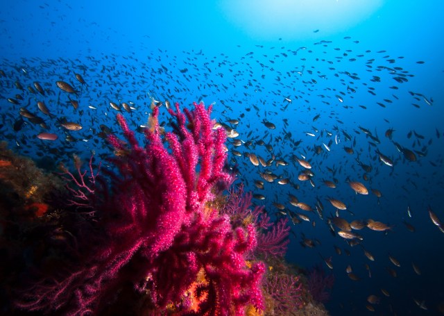 A Deep Dive into Aquaculture: The Modern Chapter in the History of Fisheries